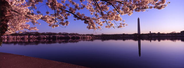 WSH Monument Cherry Blossoms