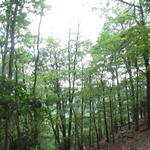 Boral Forest of MD
